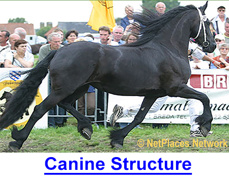 CANINE STRUCTURE AND COMPENSATIONS - Over-angulated rears, head balance, the words associated with structure sometimes need clarification for breeders and dog show judges. This multi-group judge makes what we knew NEW!