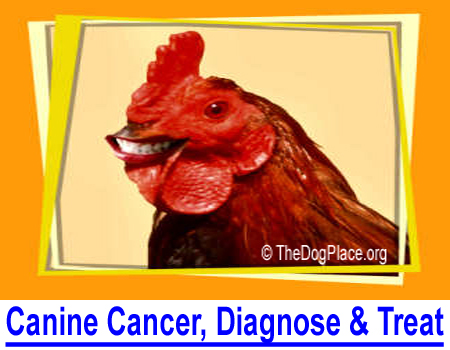 CANINE CANCER, DIAGNOSIS & TREATMENT: Why dogs are diagnosed with cancer more frequently than people. Is the canine cancer rate really higher than for human cancers? Have there been any cures?