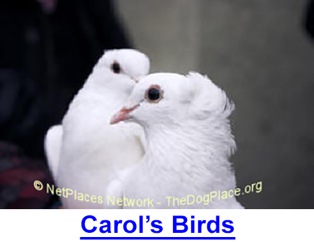 CAROL'S BIRDS: I am always interested in animals and their unique interaction with people when it’s not merely on the physical plane. Indeed, these relationships can have deep, spiritual significance.