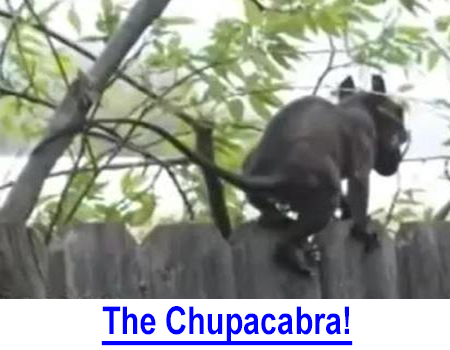 THE CHUPACABRA! "Seeing is believing" and especially when there is so much video footage of the "rare" Chupacabra.  The strange dog-like creature has been filmed by doctors, veterinarians, and ranchers so why does mainstream media refuse to cover Chupacabra news?  See the legendary "goat sucker" with your own eyes.
