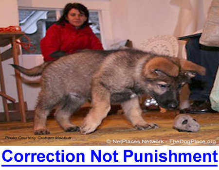 CORRECTION NOT PUNISHMENT: Cynologist offers insight into all forms of dog training.