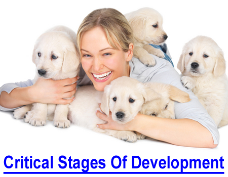 CRITICAL STAGES OF PUPPY DEVELOPMENT: New puppy owner or seasoned breeder, you will be enlightened and amazed by this short but scientifically insightful information and VIDEO from birth to teething.