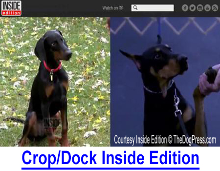 CROPPED AND DOCKED ON INSIDE EDITION: In this in-depth TV interview I gave important accurate information on breed standards to the public, legislators and the various media outlets.