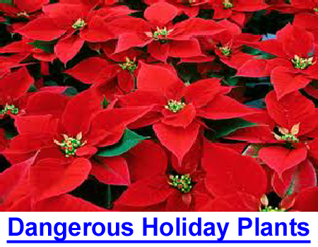 DANGEROUS HOLIDAY PLANTS! What's in your yard or home? Photos & list of poisonous plants.