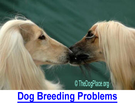 DOG BREEDING PROBLEMS: Every breeder should be familiar with breeding obstacles such as vaginal strictures and stubborn hymens, which, when bypassed by artificial insemination (AI) can result in a Cesarean (C-section).