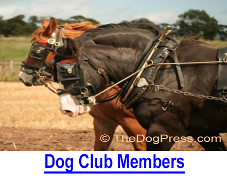 DOG CLUB MEMBERS: National Breed Clubs, All-breed Kennel Clubs, Obedience, Agility, Field Trial, Barn Hunts, even Dock Diving; all dog clubs depend on talented, hard-working members.