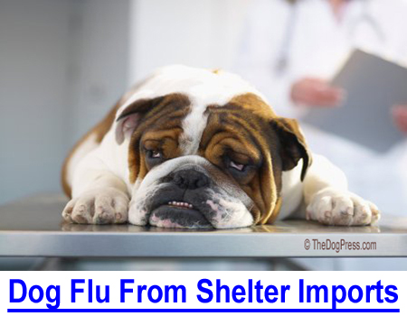 NEW DOG FLU FROM SHELTER IMPORTS: It's rampant at shelters, is it rescue dogs from China?