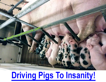 DRIVING PIGS TO INSANITY! Do you love animals? Pigs are not snuggly but may be as intelligent as dogs and they are being horribly tortured from weaning to early death.