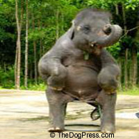 CIRCUS SUES ASPCA & ANIMAL RIGHTS GROUPS