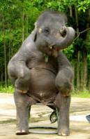 CIRCUS SUES ASPCA & ANIMAL RIGHTS GROUPS