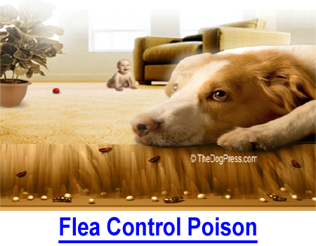 FLEA CONTROL POISON: How to get rid of fleas? Over 60 million pet owning households are contaminated with insecticides and pesticides; SOLUTIONS to minimize human and pet health risk.