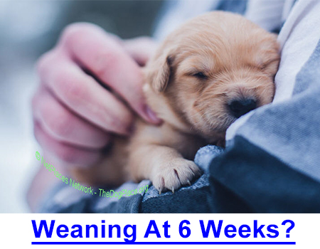 IS WEANING AT 6 WEEKS TOO SOON? Letting puppies go at 6 weeks was normal, then more vaccinations came about so 8 weeks was the accepted time to send puppies to their new homes.