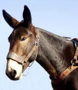 ANIMAL RIGHTS WOULD RATHER MULES DID NOT WORK FOR MAN