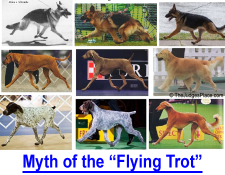 MYTH OF THE "FLYING TROT" - It’s not just the German Shepherd... properly trained, short-legged dogs can achieve the suspended trot too.