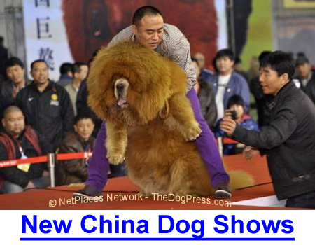 NEW CHINA DOG SHOWS: A Compelling History of Dog Shows In China, the Dog Show Fancy is born in China with Chinese government backing, a 20 million dollar Stadium.