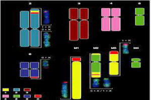 PAINTING THE GENE BANK WITH POSITIVE CHARACTERISTICS IN YOUR BREEDING PROGRAM