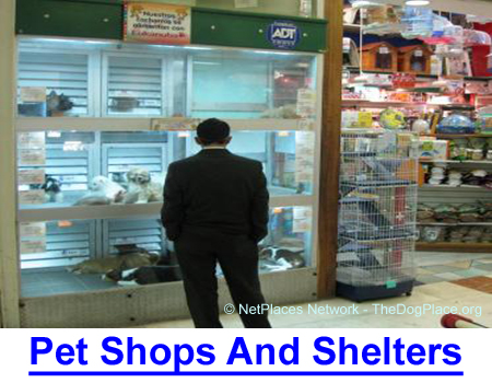 PET SHOP & shelter PUREBREDS: USDA breeder quits when shelters ruined the purebred market.