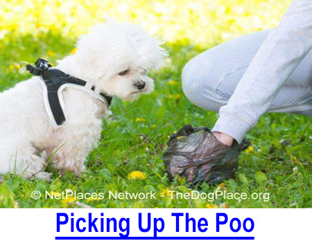 PICKING UP THE POOP: It is common courtesy to your neighbors and those who come after but pooper-scooper laws are mandated in many communities for environment and disease protection.