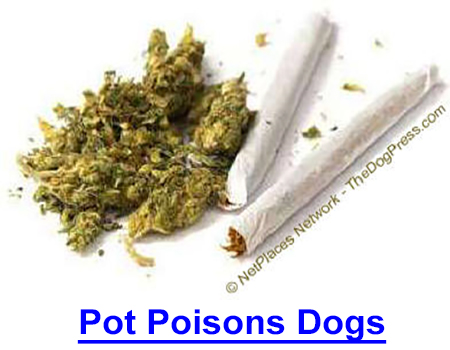 POT POISONS DOGS: AVMA cites dog deaths from baked goods containing THC concentrated in butter, lists symptoms of marijuana toxicity.