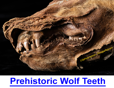 PREHISTORIC WOLF TEETH MYSTERY - Photos of frozen remains of this prehistoric wolf cub could re-write the archeological past!