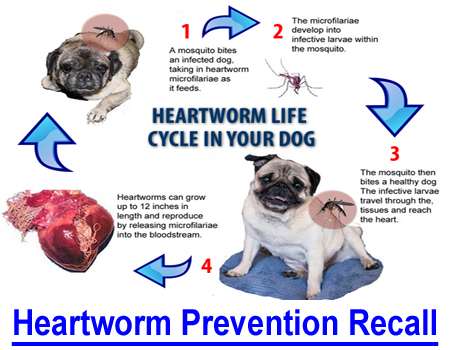 HEARTWORM PREVENTION RECALL: Prevention can be more deadly than heartworm! From ProHeart?6 heartworm prevention release in 2001 to FDA warning, rulings, recalls and buy-outs to label changes and current risks vs. benefit analysis.
