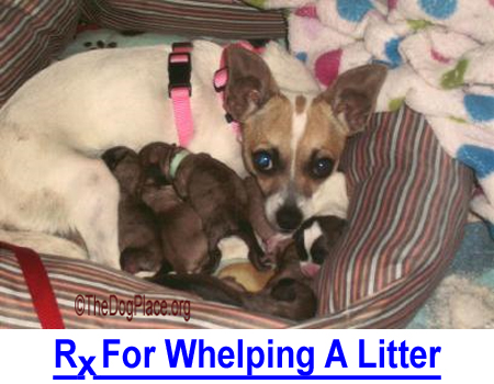 Rx FOR WHELPING A LITTER: Importance of cuddle-curl, over-heating, sick puppies, C-section, laying-in, hormones and imprinting.