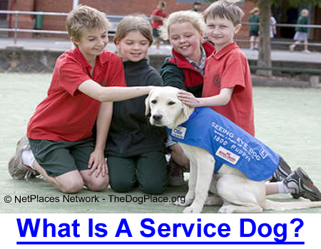 SERVICE DOG DEFINED: AKC Judge explains why dogs wearing a service dog harness should be welcomed everywhere.