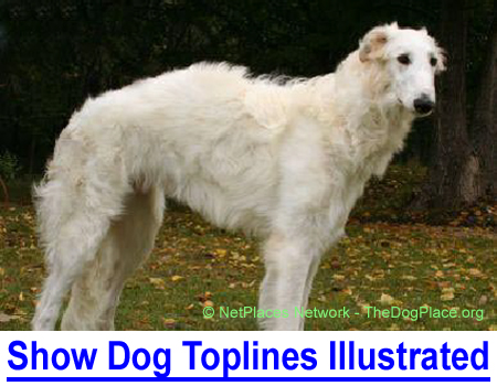 SHOW DOG TOPLINES ILLUSTRATED: Photos define the correct GSD topline and terms that describe the different German Shepherd Dog backlines whether standing naturally, posed or trotting.
