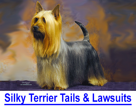 SILKY TERRIER TAILS, ETHICS & LAWSUITS: 9 Silky Terrier Club of America members filed a Code of Ethics complaint against top breeders for exhibiting undocked (natural tails) Silky Terriers.