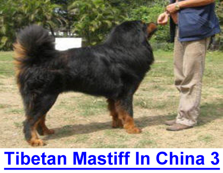 TIBETAN MASTIFF IN CHINA, PART 3: Pictorial series direct from Lana Tsan who lived in China, she travels the world seeking and sharing information on dogs.
