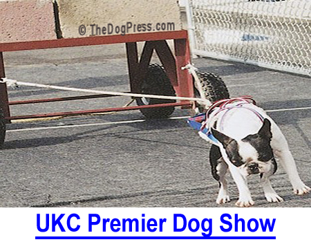 UKC PREMIER DOG SHOW 2014: 4 exciting days of competition, 244 participants and 72 breeds.