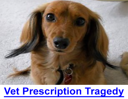 VETRINARY PRESCRIPTION TRAGEDY: It started when Roma, a healthy young Dachshund was taken to a veterinarian to have her teeth cleaned but it ended in preventable tragedy.