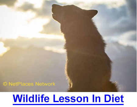 A WILDLIFE LESSON IN DIET AND DEATH: Watching the NatGeo special on the Yellowstone Wolves, I was struck by their magnificent condition, long lives and how to apply that knowledge to domestic dogs.