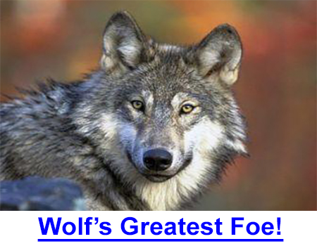 WOLF'S GREATEST FOE, MANKIND - Federal law not enforced to protect wolves. Staggering statistics and facts about the only species that adopted man.  What we do to the wolf today…