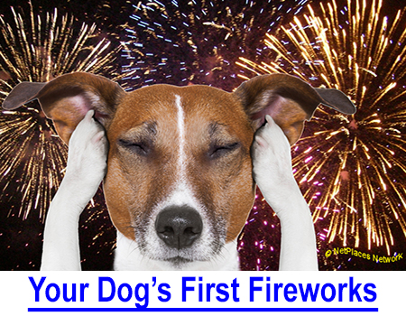 YOUR DOG"S FIRST FIREWORKS - The 4th of July � Independence Day fireworks can be the scariest, most stressful event your puppy or young dog has ever experienced but here�s help for you both!