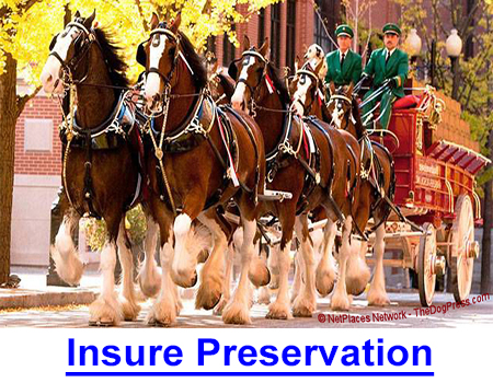 BREED STANDARDS INSURE PRESERVATION: You build a winning bloodline only to see it diminished by those who would stop ear cropping or tail docking even though the Breed Standard requires or describes it.