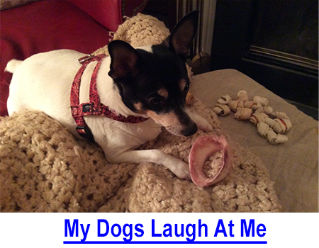 CANINE HUMOR: MY DOGS LAUGH AT ME: All of the dogs I have owned, regardless of breed or age, had their private jokes and individual sense of humor and I wonder if that is true with other family dogs?