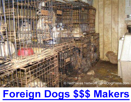 ARE FOREIGN RESCUES SHELTER MONEY MAKERS? 2018 news media warns families risk rabies, screwworm, other disease through imported dogs SOLD through non-profit, tax-free shelter and rescue groups.