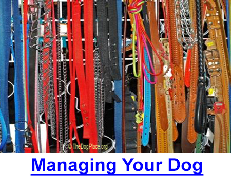 VITAL TIPS FOR MANAGING YOUR DOG: Tips for dog owners, house training, collars, diet and bloat, jumping up, toenails, vet exams, why dogs bite, kids and dogs, scratching, and housebreaking.