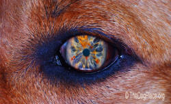 A DOG'S LEFT EYE KNOWS WHAT LURKS ON HALLOWEEN EVE