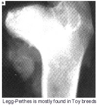 LEGG-PERTHES IS MOSTLY FOUND IN TOY BREEDS _ FRED LANTING