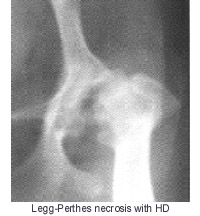 LEGG-PERTHES NECROSIS WITH HD - FRED LANTING