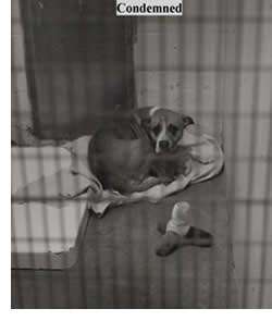 ADOTPION OR SHELTER EUTHANASIA?