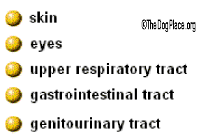 VACCINES COMPROMISE IMMUNITY IN MAJOR ORGANS