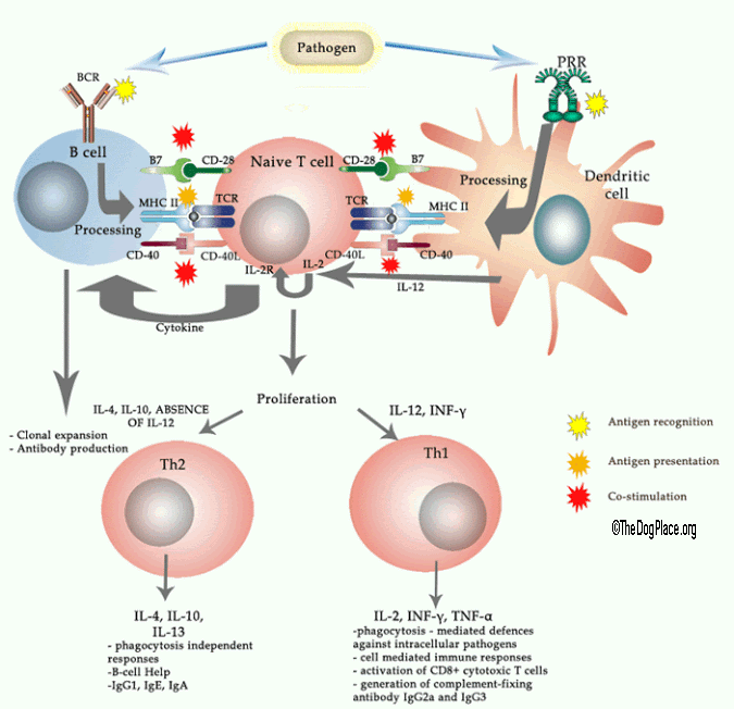 VACCINATIONS AFFECT GENETIC CODING & IMMUNE SYSTEM