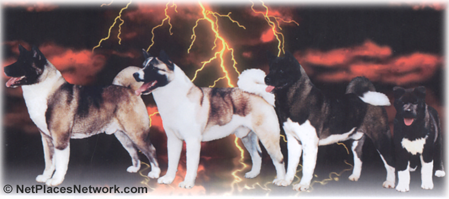 The X-Factor was born and bred in the genes of the 3 All-Time Top Akita Sires, Sachmo, BigSon, Widow-Maker, and generations of Chilean Champions by Maurizio Moretto