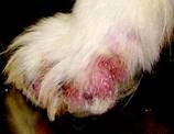 DEMODECTIC MANGE: caused by a tiny mite and most commonly affects young puppies and health-compromised or elderly dogs