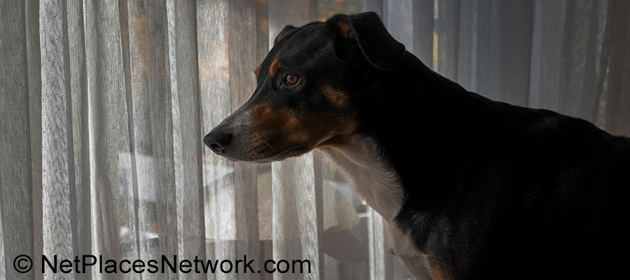 The dog's left eye saw Past and Future that Halloween, he became Man's Ancient Guardian, protecting his family... Pull your children close for this scary story ~ and let the dog out tonight!