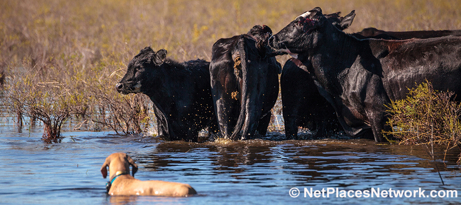 Florida is the birthplace of special breed of dog know as a Cracker or Cur Cow Dog.