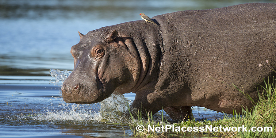 The hippopotamus secretes a brownish fluid that protects their skin and absorbs ultraviolet light so they don’t get sunburned.